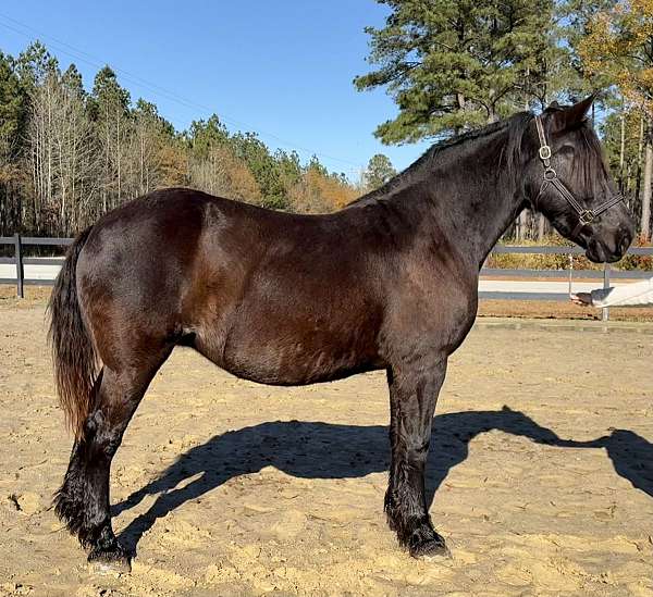 guarantee-percheron-horse