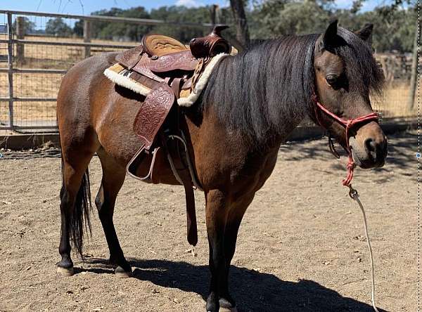 all-around-shetland-pony