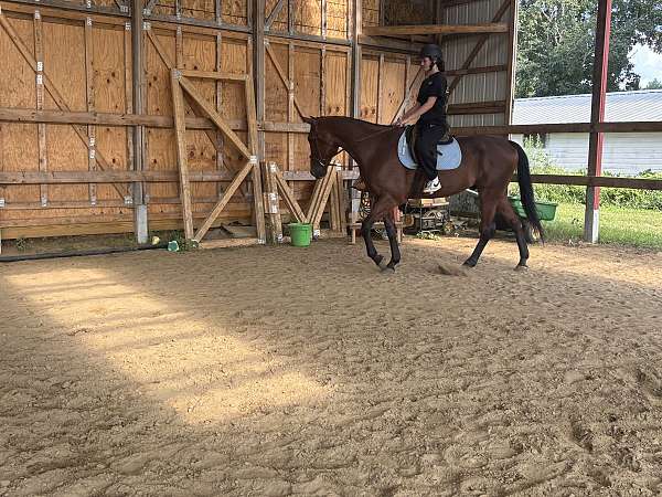 apha-standardbred-gelding-mare