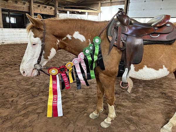 apha-standardbred-gelding-mare