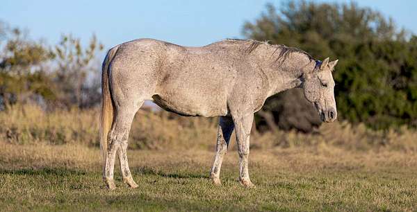 grey-none-horse