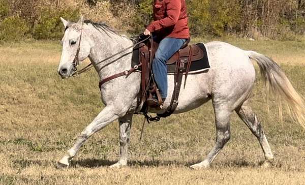 all-around-quarter-horse