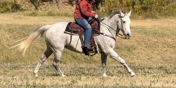 athletic-quarter-horse