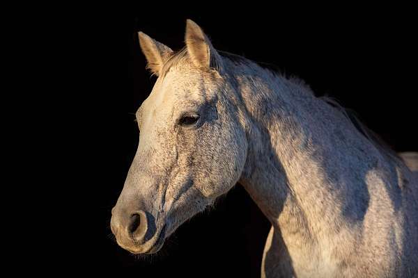 ranch-work-quarter-horse