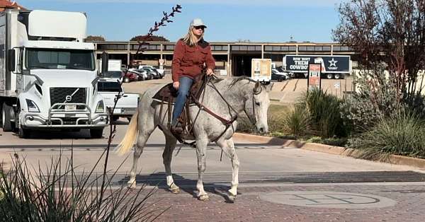 husband-safe-quarter-horse