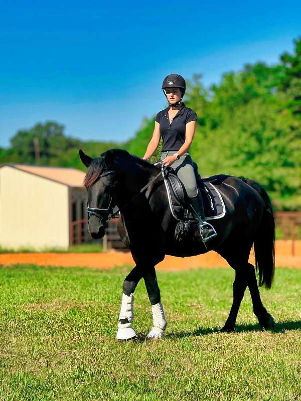 quarter-horse-friesian