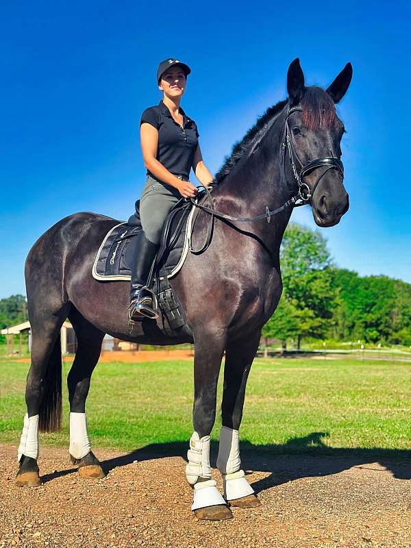 beginner-safe-friesian-horse