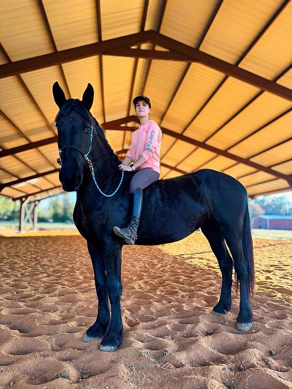 family-horse-friesian