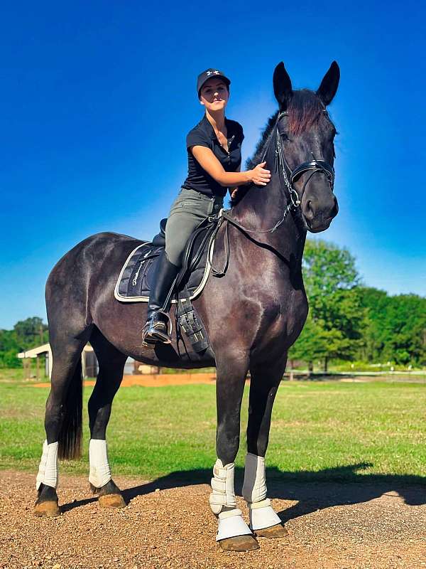 quarter-horse-friesian