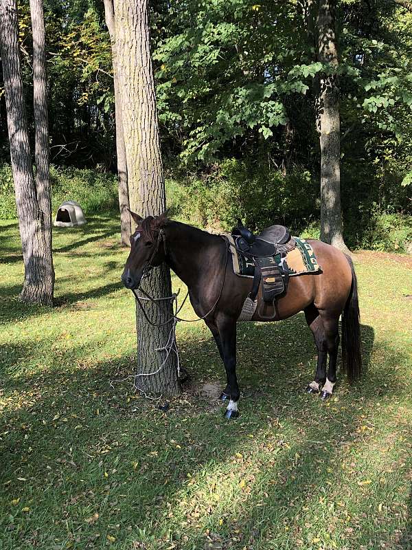 star-snip-white-back-socks-horse