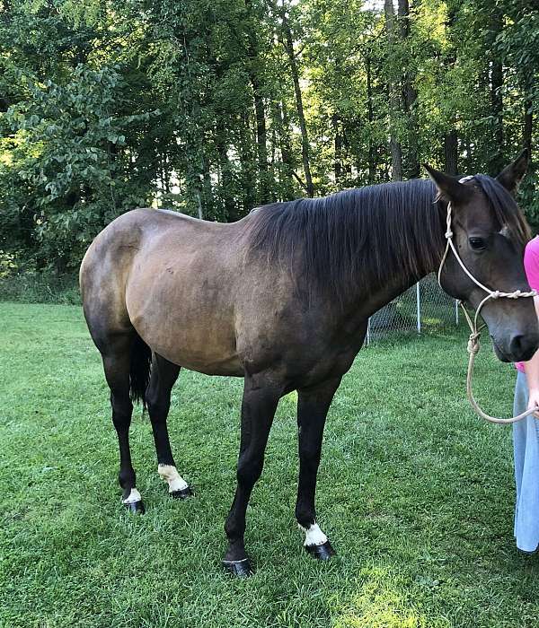 bay-star-snip-white-back-socks-horse