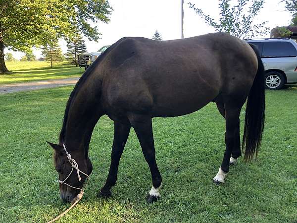 all-around-quarter-horse