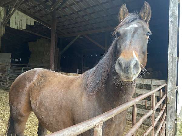 trail-quarter-horse