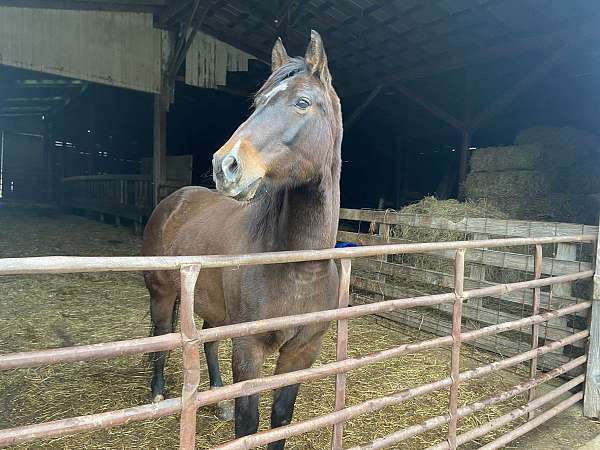 trail-riding-quarter-horse