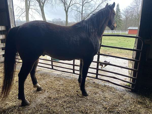 shiloh-gelding