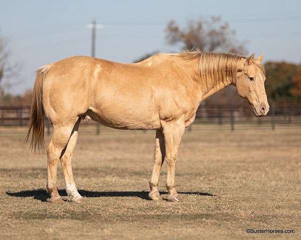 champagne-star-horse