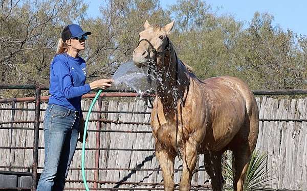 beginner-safe-quarter-horse