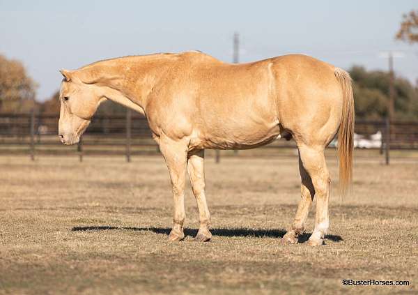 ranch-work-quarter-horse