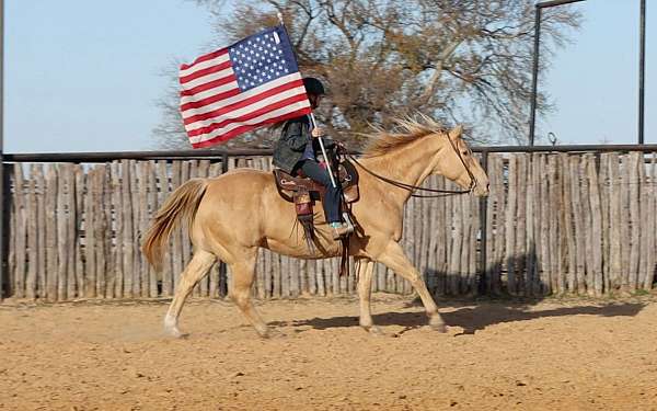 all-around-quarter-horse