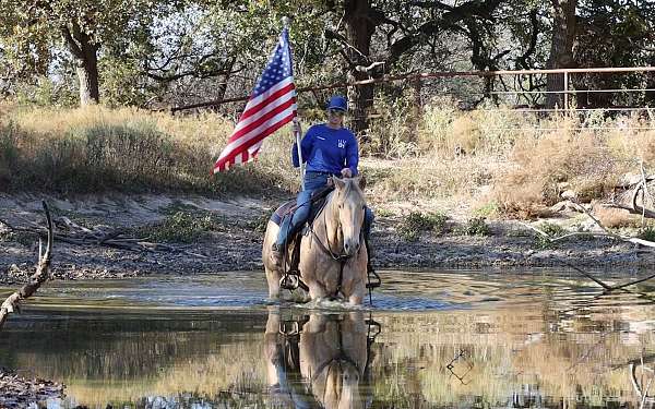 trail-quarter-horse