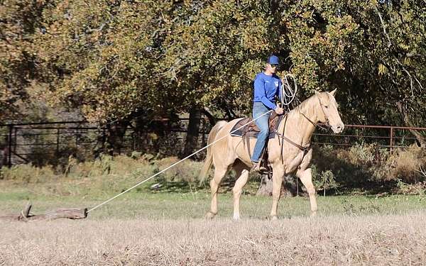 athletic-quarter-horse