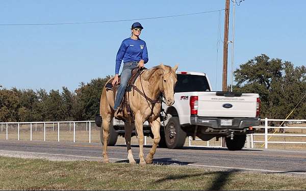 experienced-quarter-horse