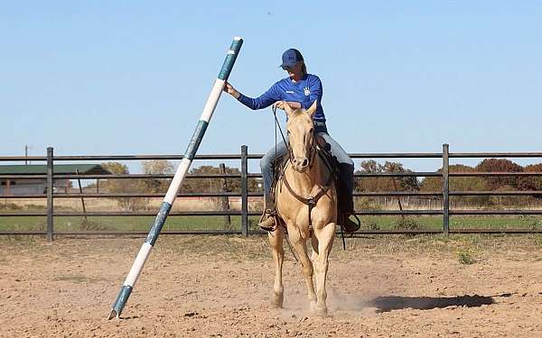 flashy-quarter-horse