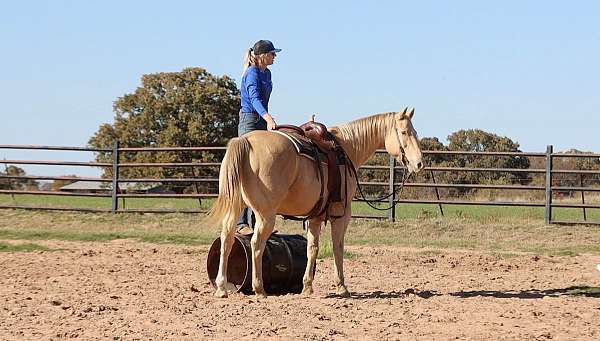 husband-safe-quarter-horse