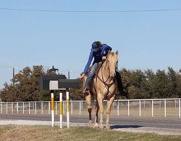 ranch-quarter-horse