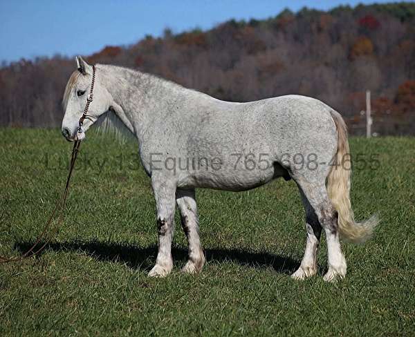 ranch-work-quarter-horse