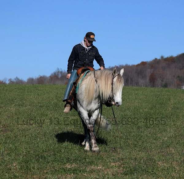 athletic-quarter-horse