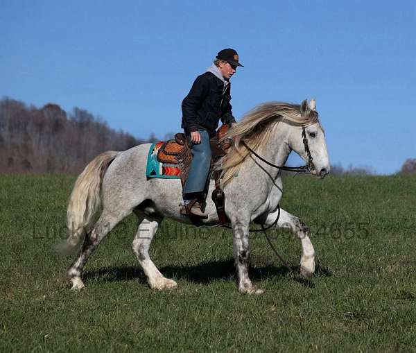 trail-quarter-horse