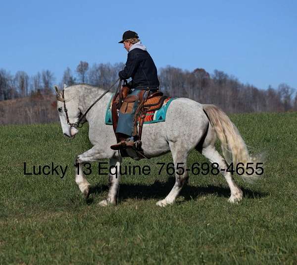 family-horse-quarter