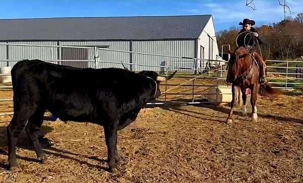 ranch-work-quarter-horse