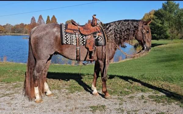 red-roan-socks-horse