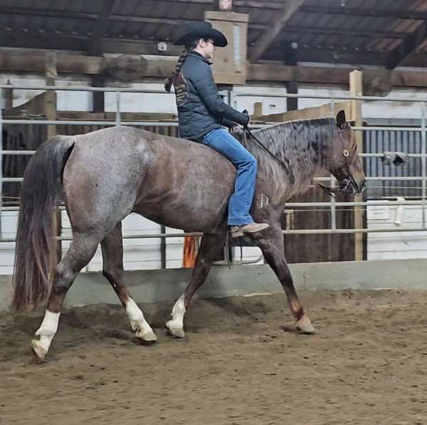 beginner-safe-quarter-horse