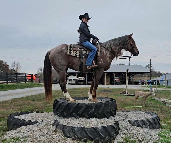 all-around-quarter-horse