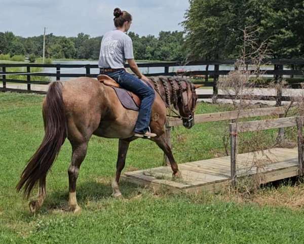 husband-safe-quarter-horse