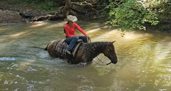 kid-safe-quarter-horse