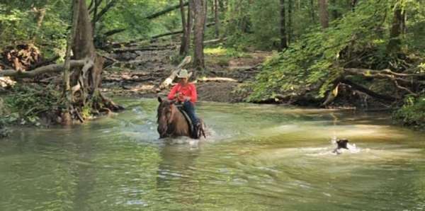 ranch-quarter-horse