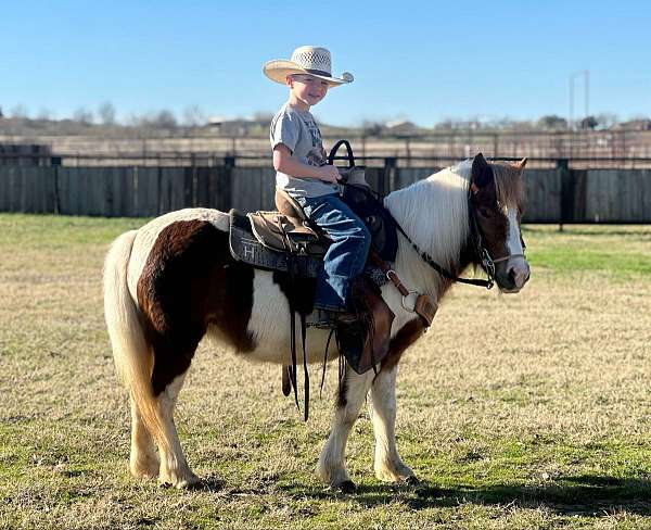 red-roan-socks-horse