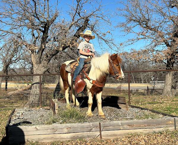 beginner-safe-quarter-horse