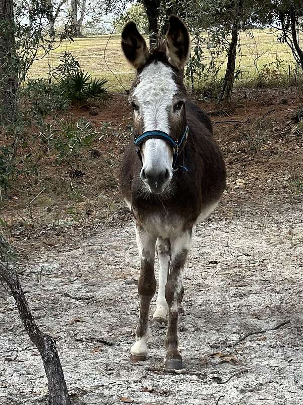 donkey-for-sale