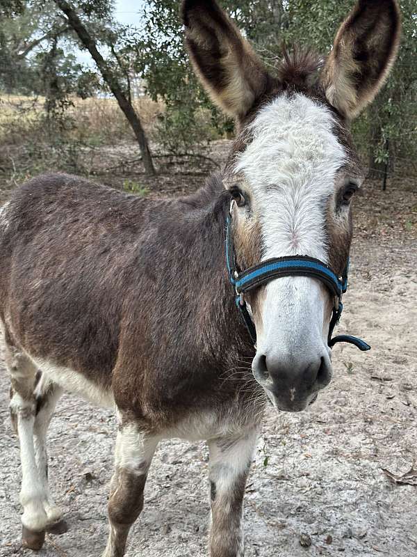 donkey-gelding