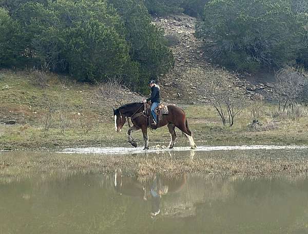 quarter-horse-clydesdale