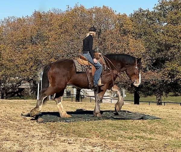 beginner-safe-clydesdale-horse