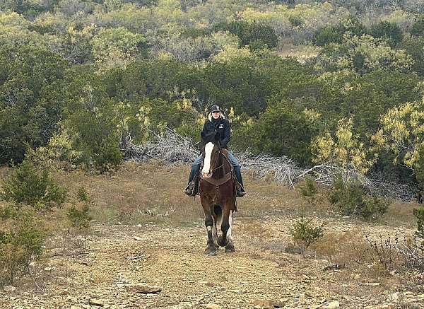 all-around-clydesdale-horse