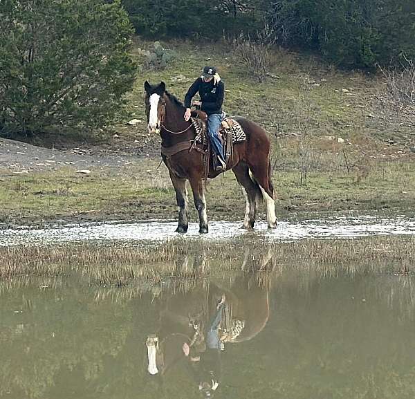 athletic-clydesdale-horse