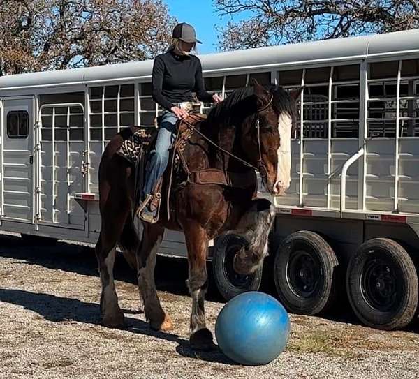 beginner-clydesdale-horse