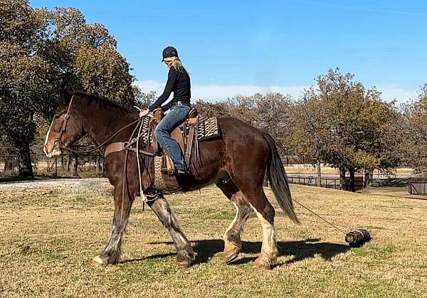 family-horse-clydesdale